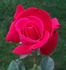Hawaiian Prince rose photo