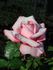 Gene Sandberg rose photo