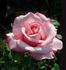 Gene Sandberg rose photo