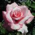 Gene Sandberg rose photo
