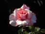 Gene Sandberg rose photo