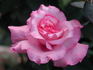 Gene Sandberg rose photo