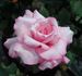 Gene Sandberg rose photo