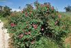 Beauty of Glenhurst rose photo