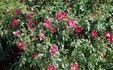 Beauty of Glenhurst rose photo