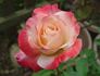 Classie Lassie ™ rose photo