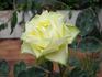 Lemonade rose photo