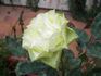 Lemonade rose photo
