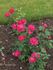Crusader rose photo