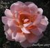 Diane de Broglie rose photo