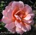 Diane de Broglie rose photo