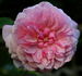 Marquise Spinola ® rose photo