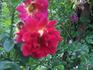 Flash rose photo
