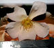 Barbara's Apricot Musk rose photo