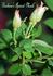 Barbara's Apricot Musk rose photo