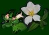 Barbara's Apricot Musk rose photo