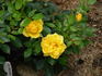 Sun Sprinkles ™ rose photo