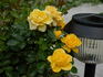 Sun Sprinkles ™ rose photo