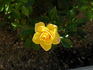 Sun Sprinkles ™ rose photo