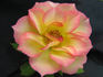No Worries rose photo