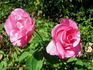 Kerryman ® rose photo