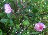 Bambino rose photo