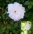Carmencita rose photo