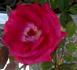 Chelsea Belle rose photo