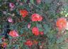 Anna Ford ® rose photo