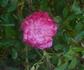 Bit o' Magic rose photo