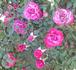 Ruby Pendant rose photo