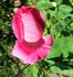 Kerryman ® rose photo