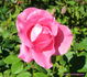 Kerryman ® rose photo