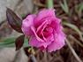 Fragrant Rhapsody ™ rose photo