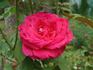 Perfume Beauty ™ rose photo