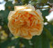 Apricot Sky rose photo