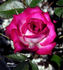 Whoopi ™ rose photo