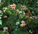 Rita Levi Montalcini rose photo