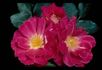 Island Dancer rose photo