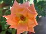 Saluda rose photo