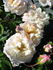 Smooth Angel rose photo