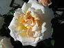 Smooth Angel rose photo