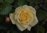 Wartburg 77 rose photo