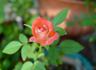 Tennessee ™ rose photo