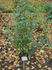 Goldene Druschki rose photo