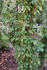 Longford rose photo