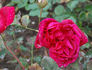 Ida Hoff rose photo