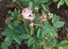 Cineraria rose photo