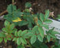 Cineraria rose photo
