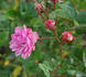 Schöne von Holstein rose photo